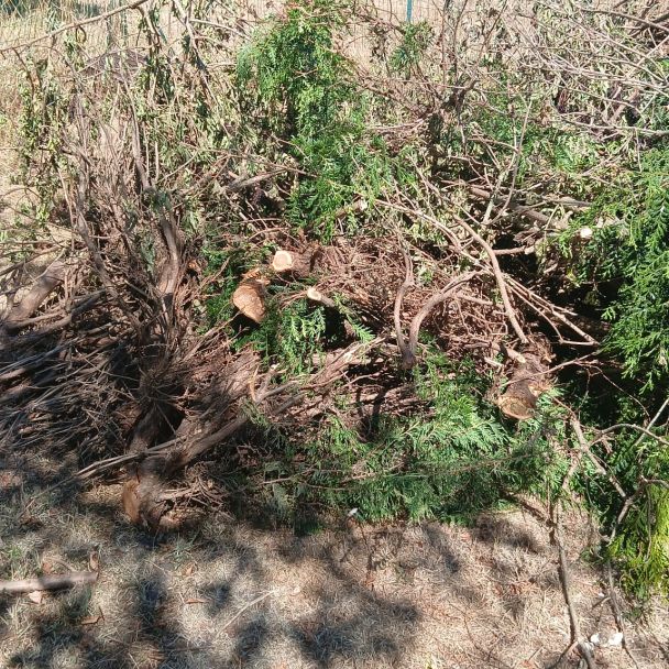 Donne bois, branches, troncs, etc - bois - Raimbeaucourt (59283) - Domaine : Autres
