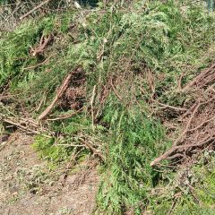 Don - Donne bois, branches, troncs, etc - Raimbeaucourt (59283)