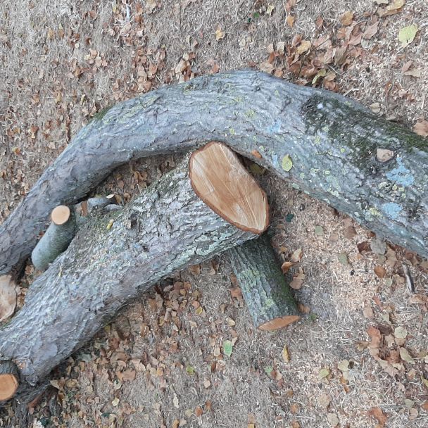 Bois de tilleul brut - Tilleul - Avant-lès-Marcilly (10400) - Domaine : Sculpture sur bois