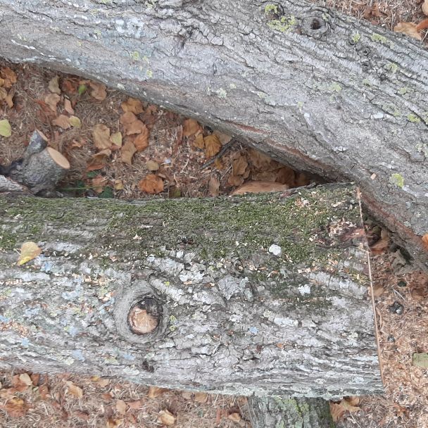 Bois de tilleul brut - Tilleul - Avant-lès-Marcilly (10400) - Domaine : Sculpture sur bois