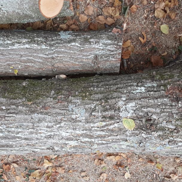 Bois de tilleul brut - Tilleul - Avant-lès-Marcilly (10400) - Domaine : Sculpture sur bois