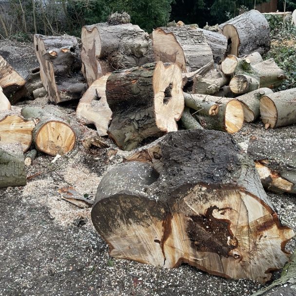 Don de marronnier - bois - Montmorency (95160) - Domaine : Chauffage au bois