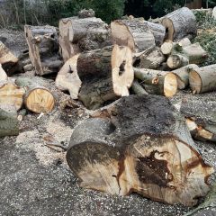 Don - Don de marronnier - Montmorency (95160)